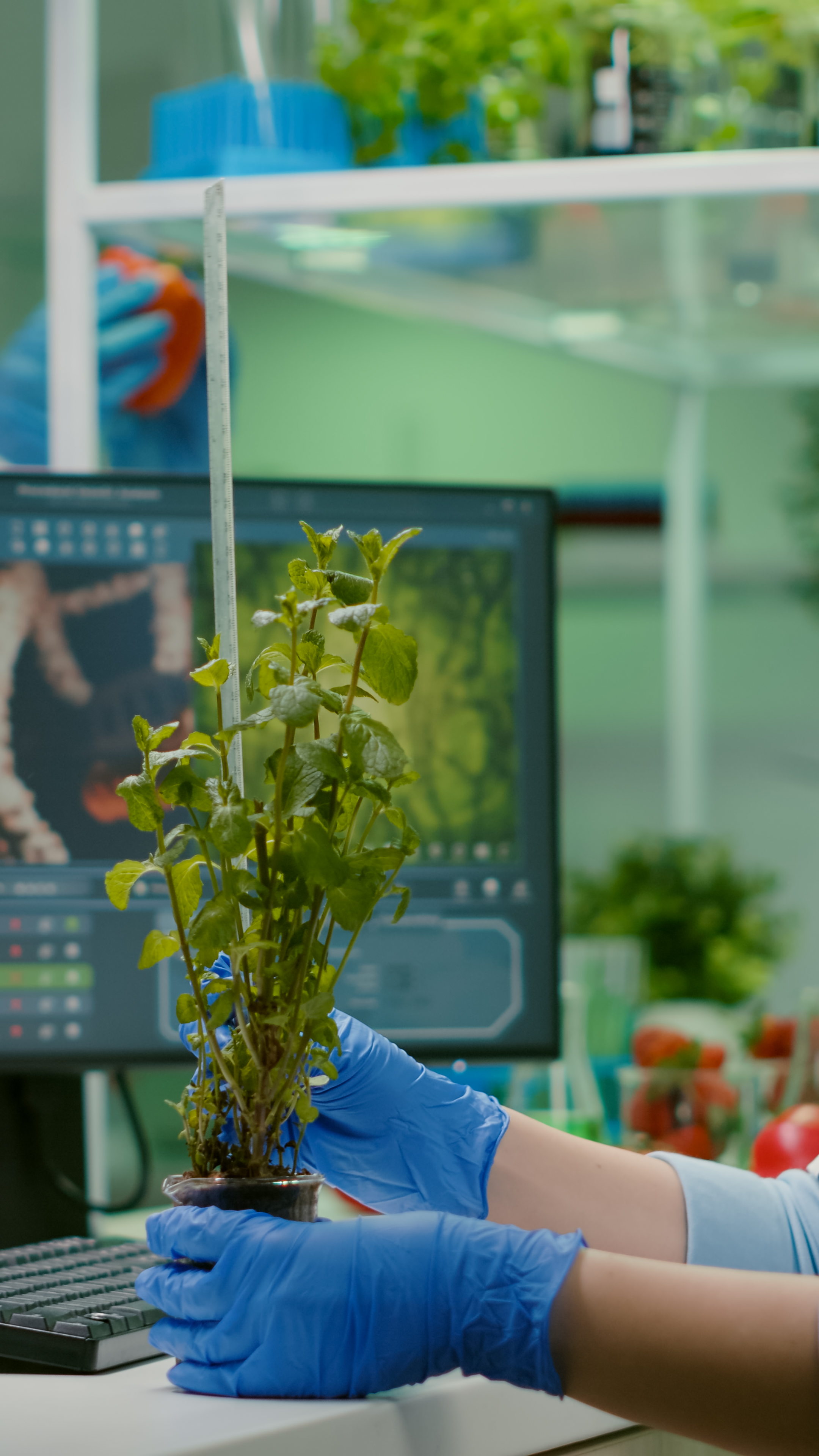 Seed Testing