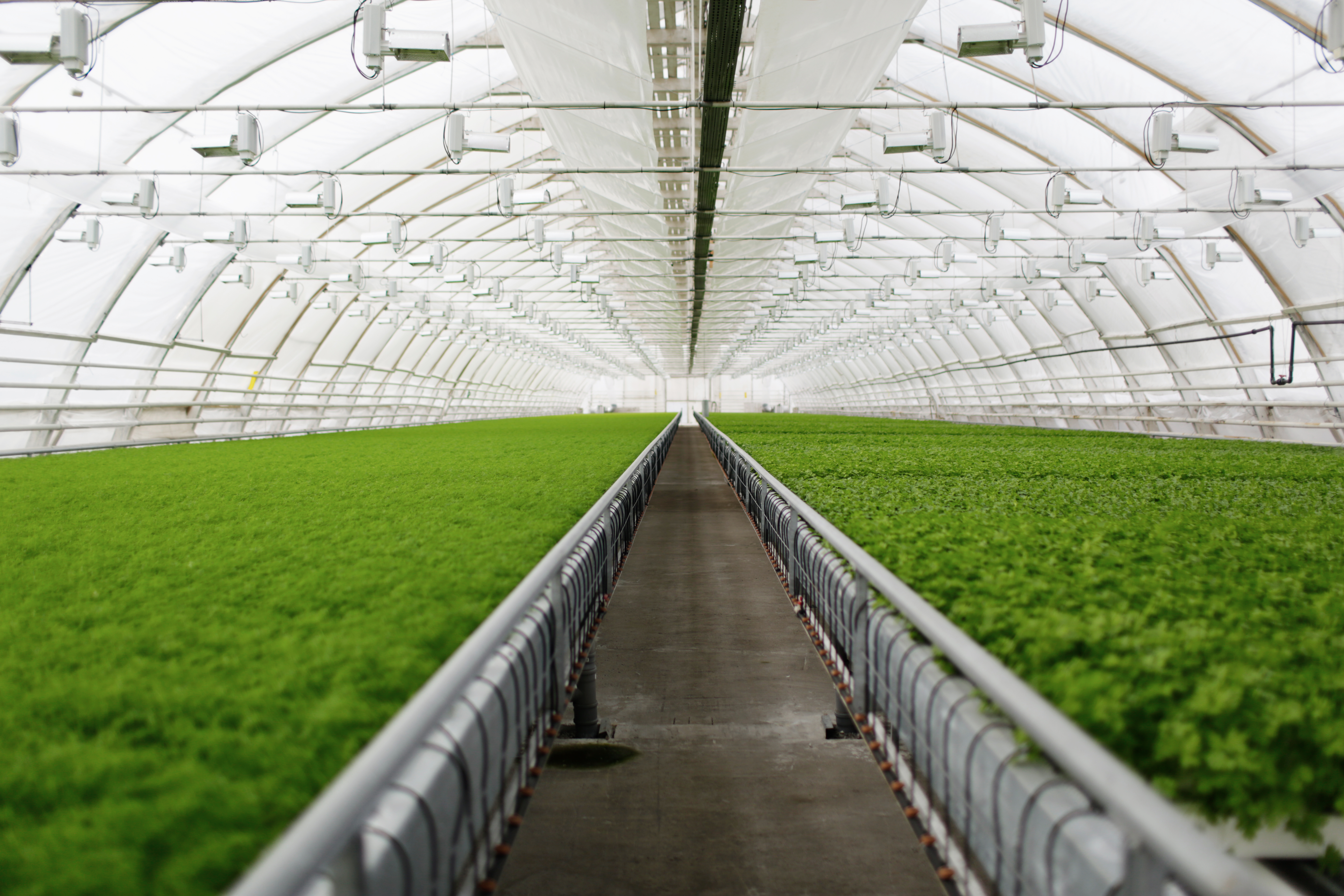 Greenhouse