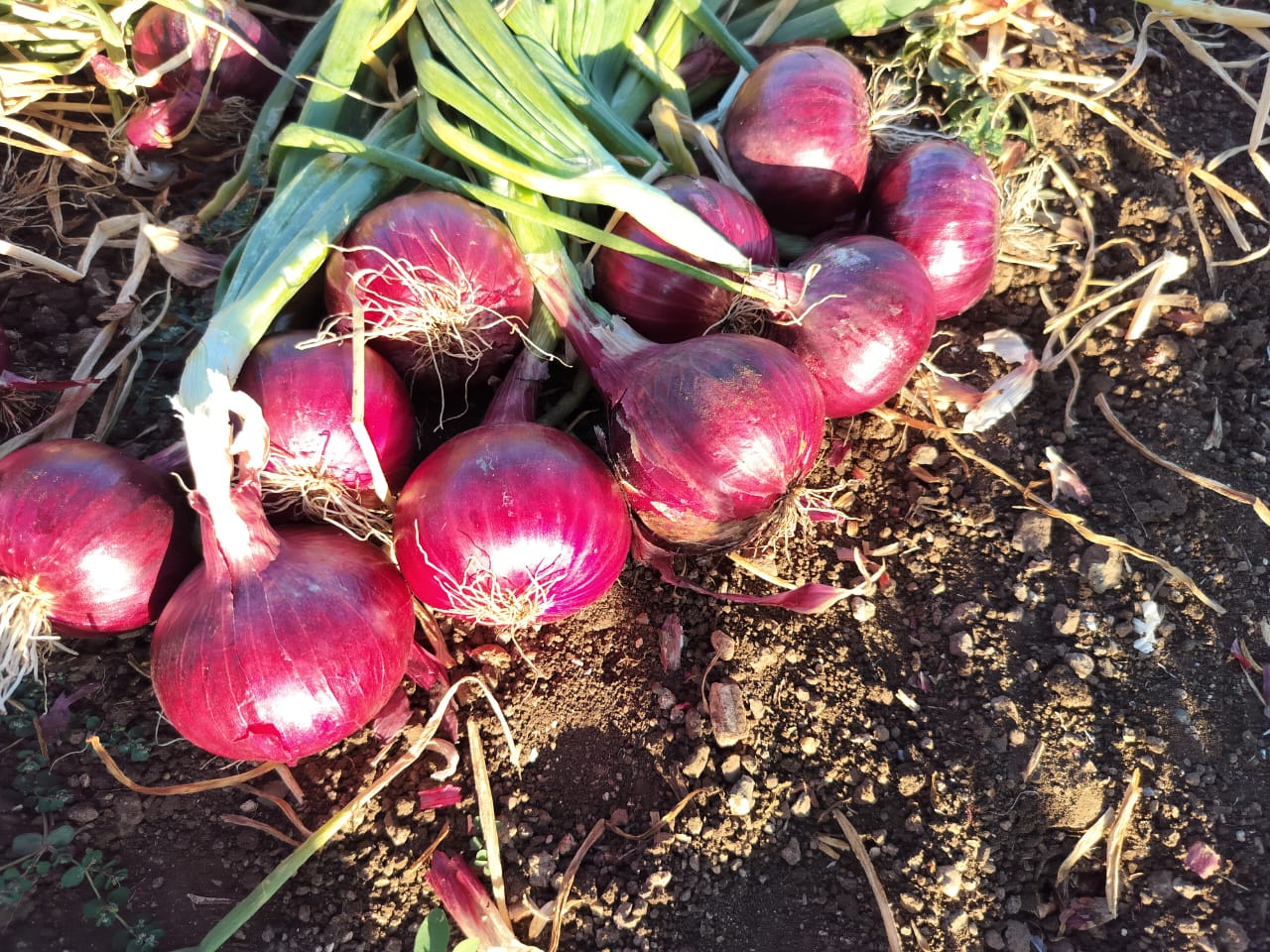 Harvest Day