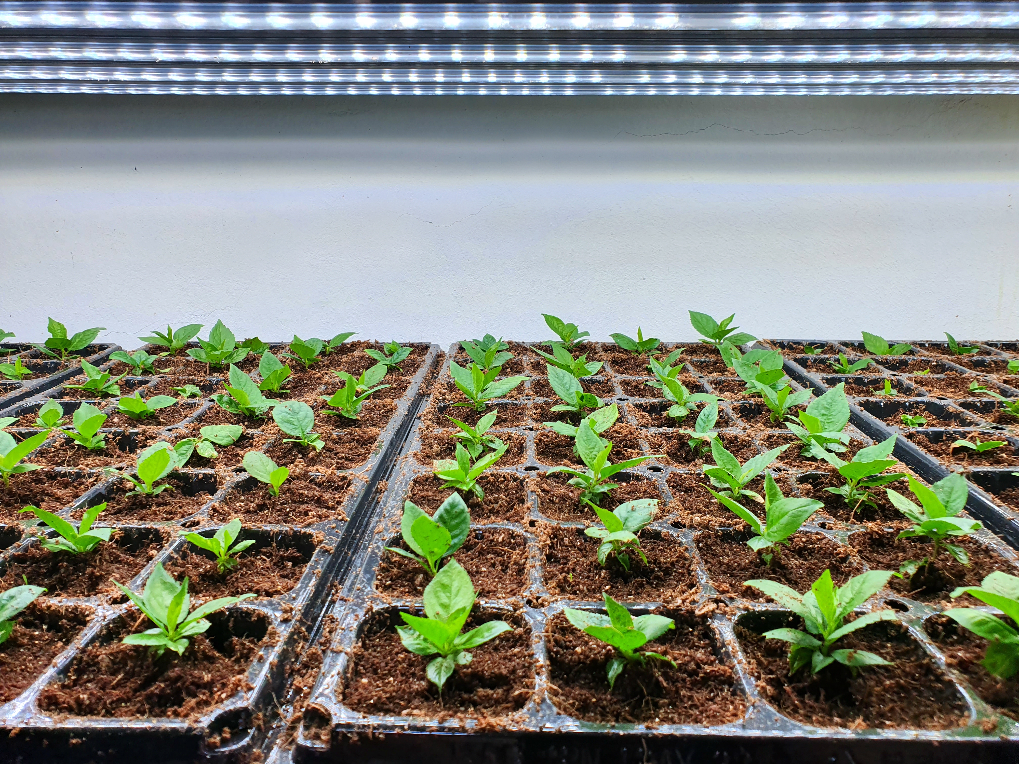 Quality Seed Production